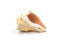 heavy conch shell